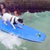 bongo surfing